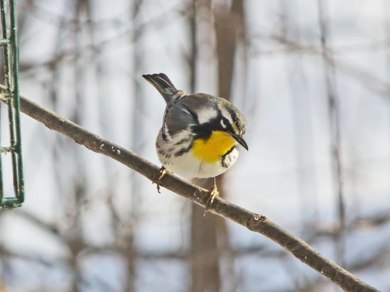 yellow-throated warbler, birds, birding, bowdoin, maine, Laurie and Drew Haines